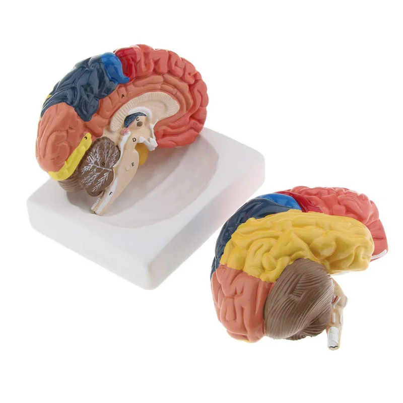 Modelo de cerebro humano anató - Medical Laboratory Science reseña y precio