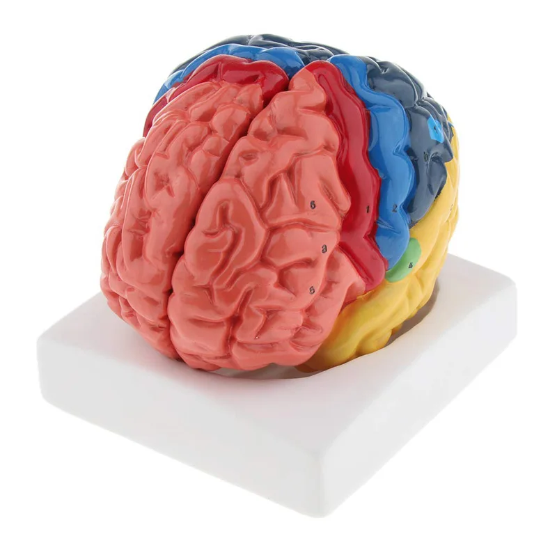 Modelo de cerebro humano anató - Medical Laboratory Science reseña y precio