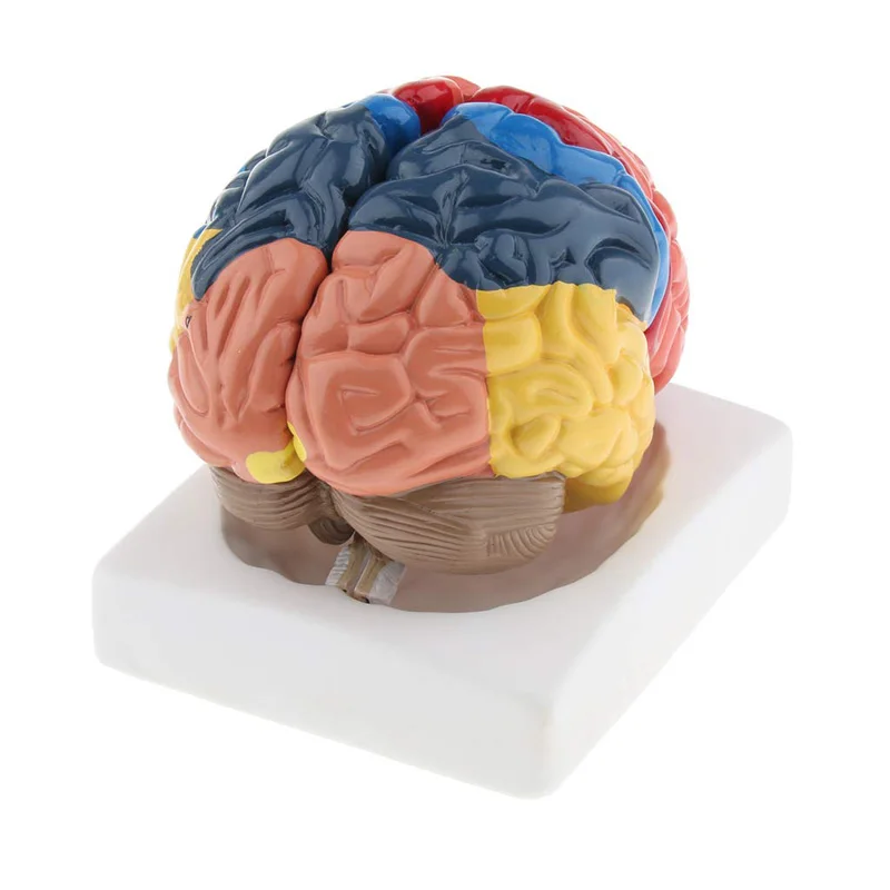 Modelo de cerebro humano anató - Medical Laboratory Science reseña y precio