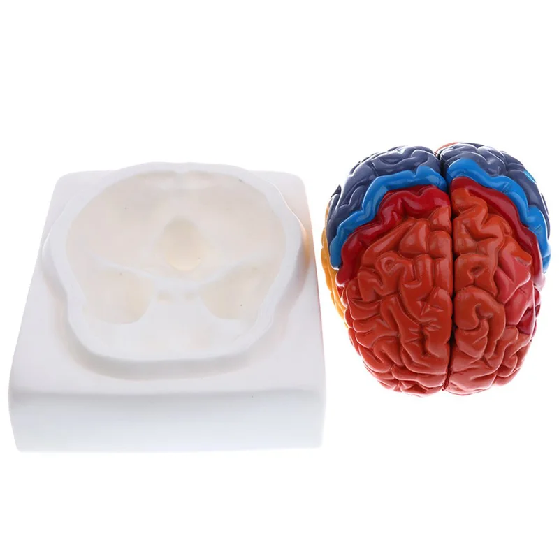Modelo de cerebro humano anató - Medical Laboratory Science reseña y precio